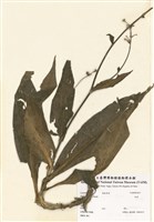 藏品(杜若)的圖片